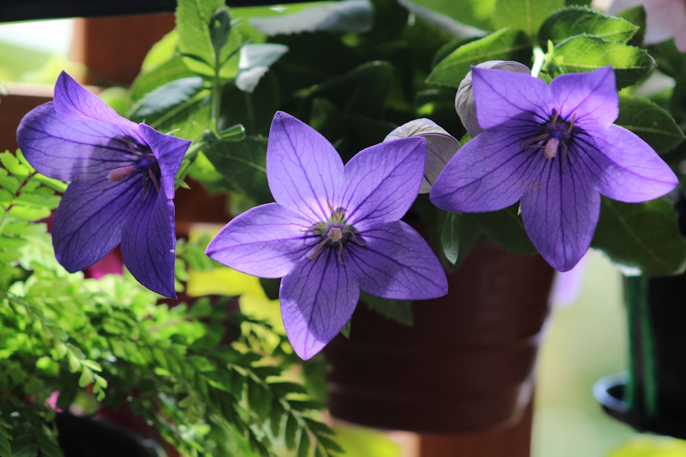 a group of purple flowers sitting next to each other