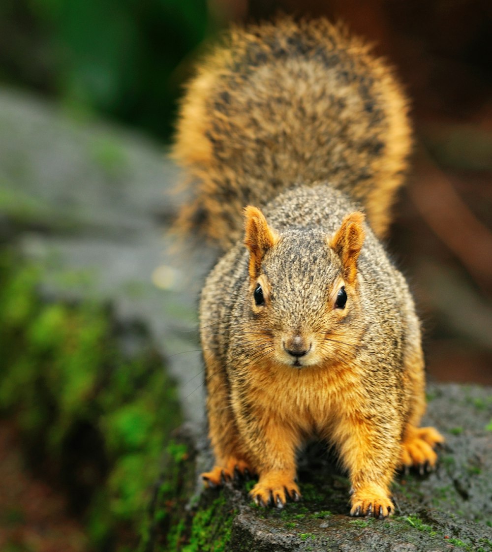 a close up of a squirrel on a rock