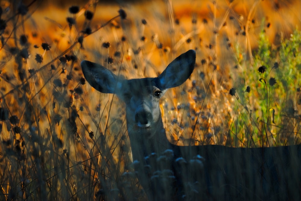 a deer standing in a field of tall grass