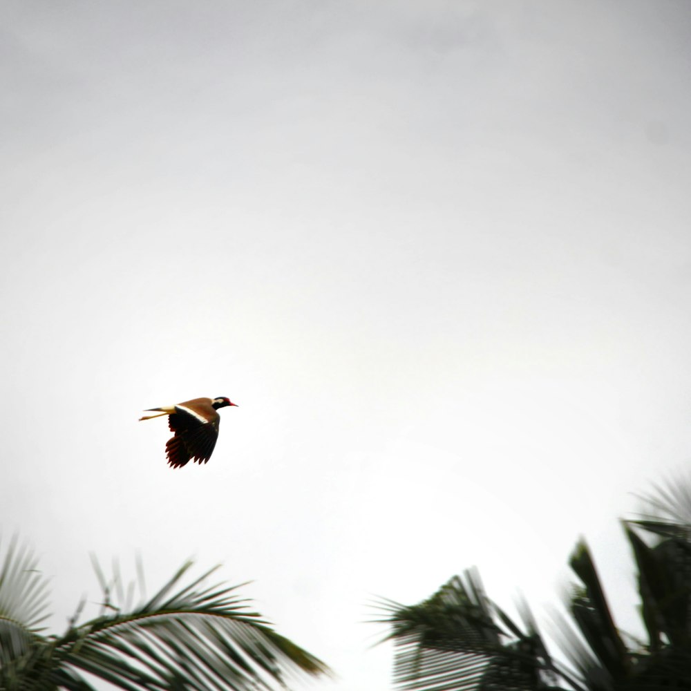 a bird flying in the air over a palm tree