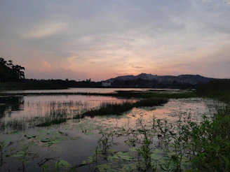 A serene wetland landscape with native plants and reflective water under soft morning light.