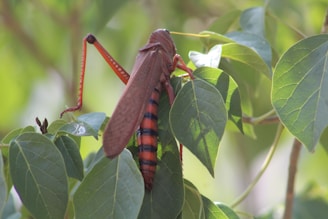 A large brown grasshopper or locust is perched on green leaves. The insect has a distinctive red and black striped abdomen and appears to be well camouflaged among the foliage.