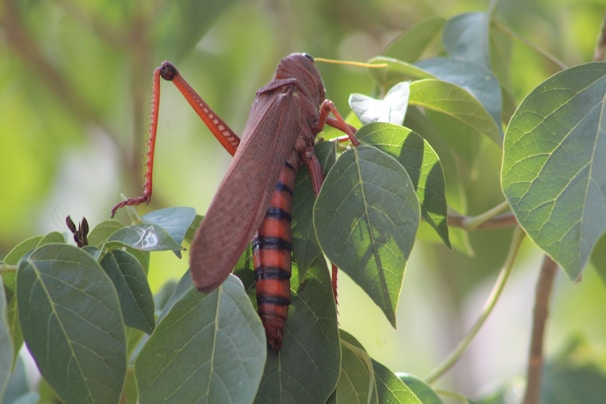 A large brown grasshopper or locust is perched on green leaves. The insect has a distinctive red and black striped abdomen and appears to be well camouflaged among the foliage.