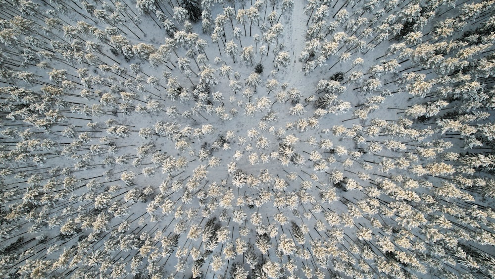 an aerial view of a snow covered forest