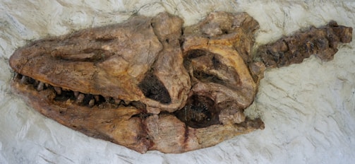 A fossilized skull, possibly of a prehistoric aquatic creature, embedded in a rocky surface. The skull displays prominent teeth and distinct bone structures, indicating its ancient origin.