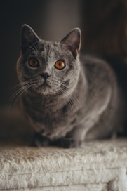 a gray cat sitting on top of a bed