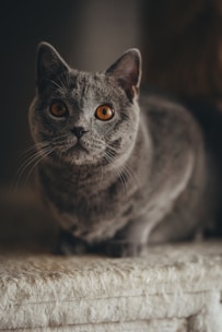 a gray cat sitting on top of a bed