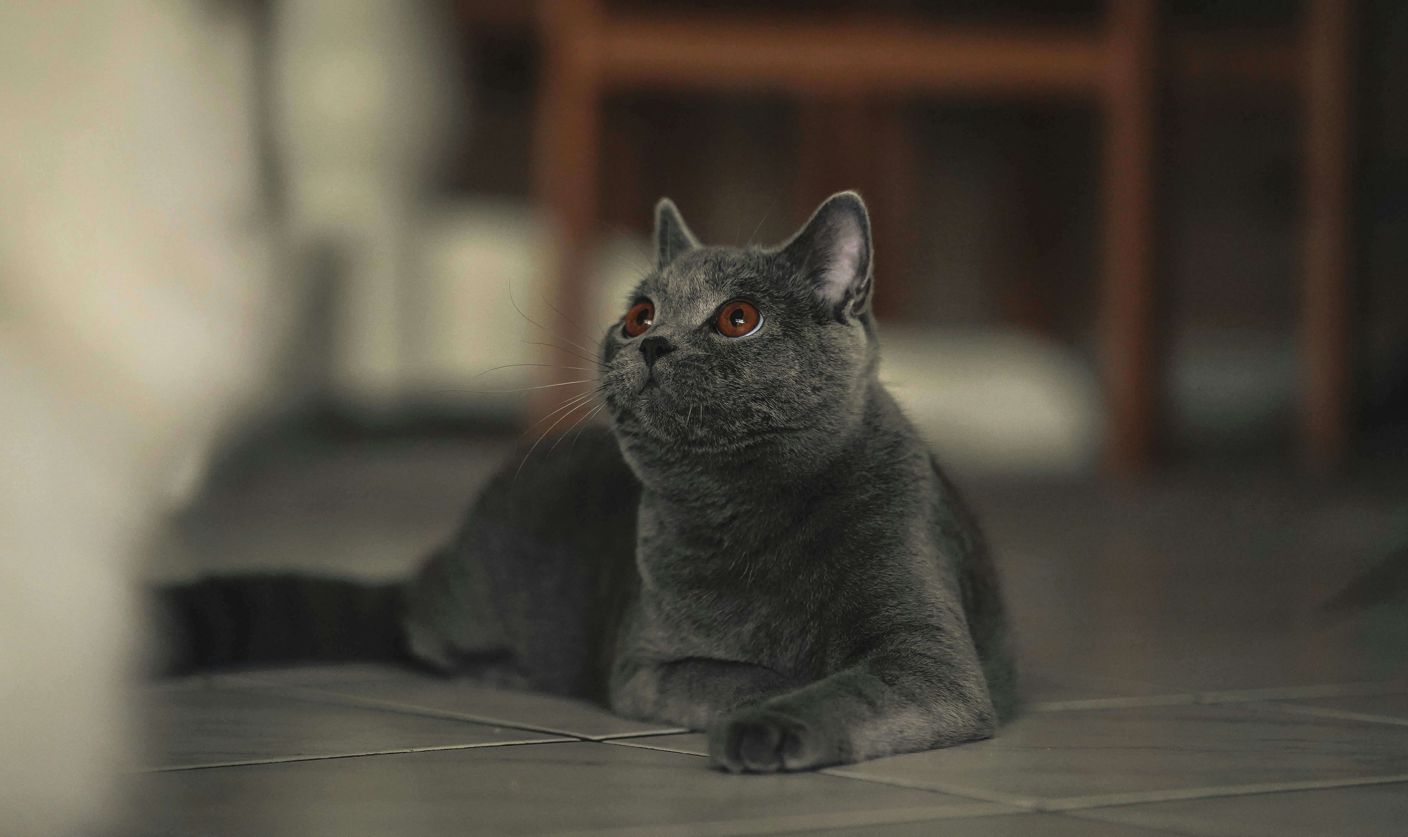 a gray cat sitting on a tile floor