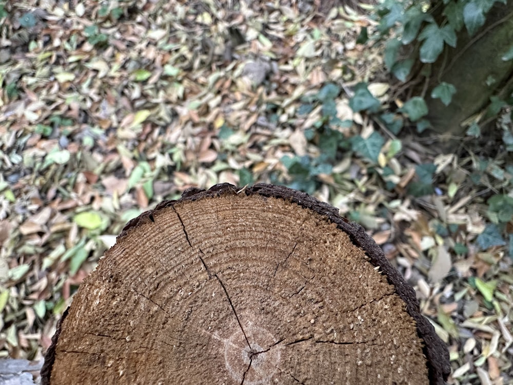 a close up of a tree stump in a forest