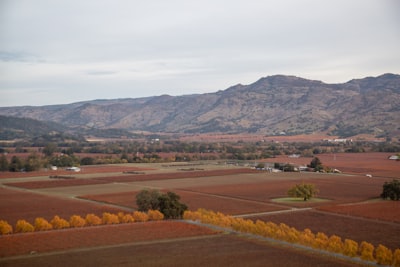 Napa vineyard retreat