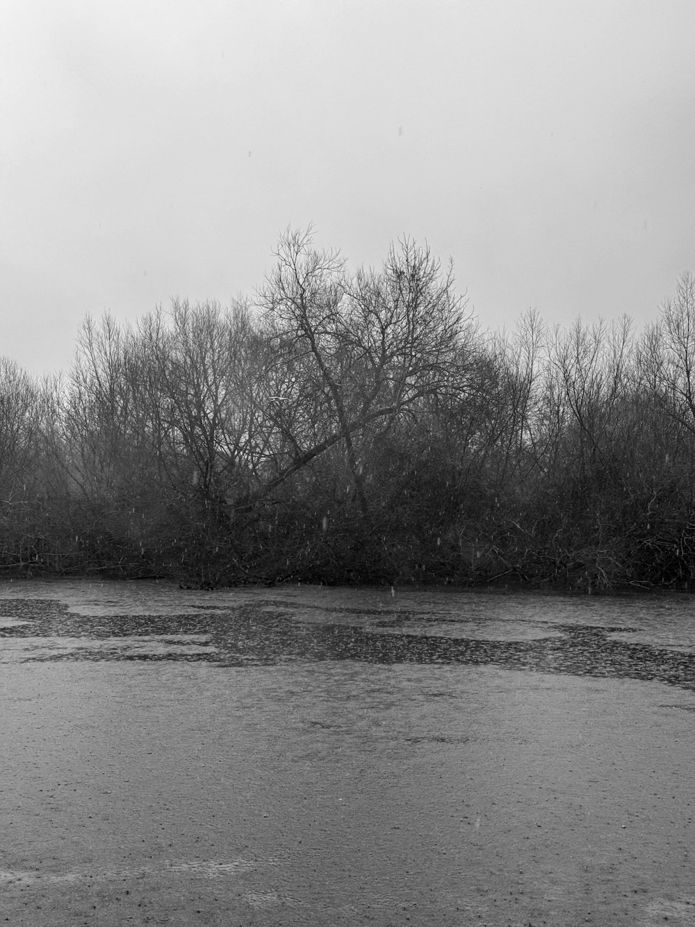 a black and white photo of trees and water