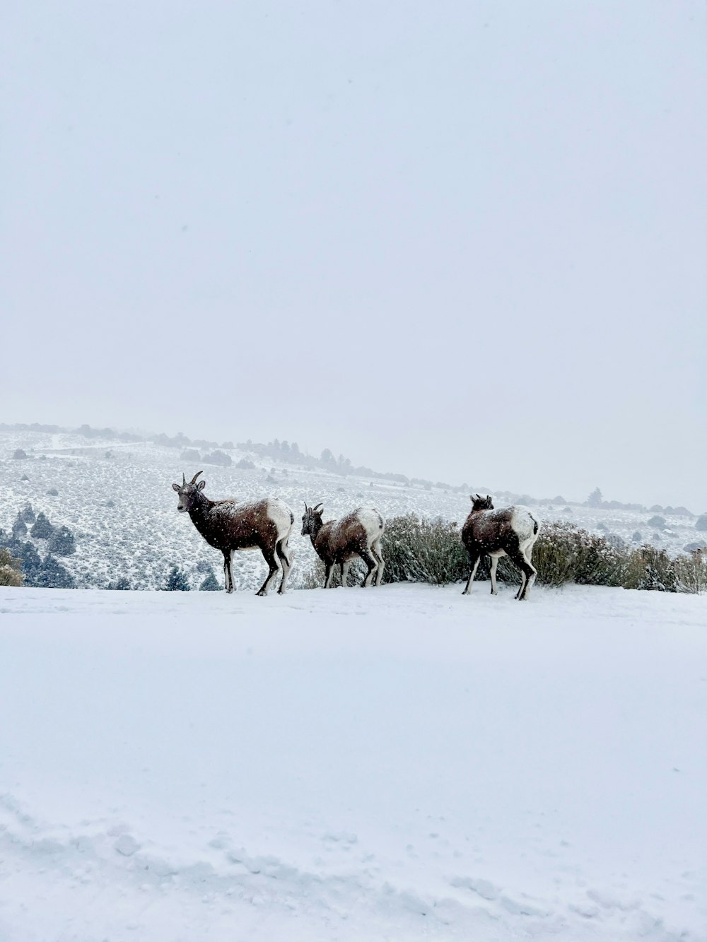 a herd of deer running across a snow covered field
