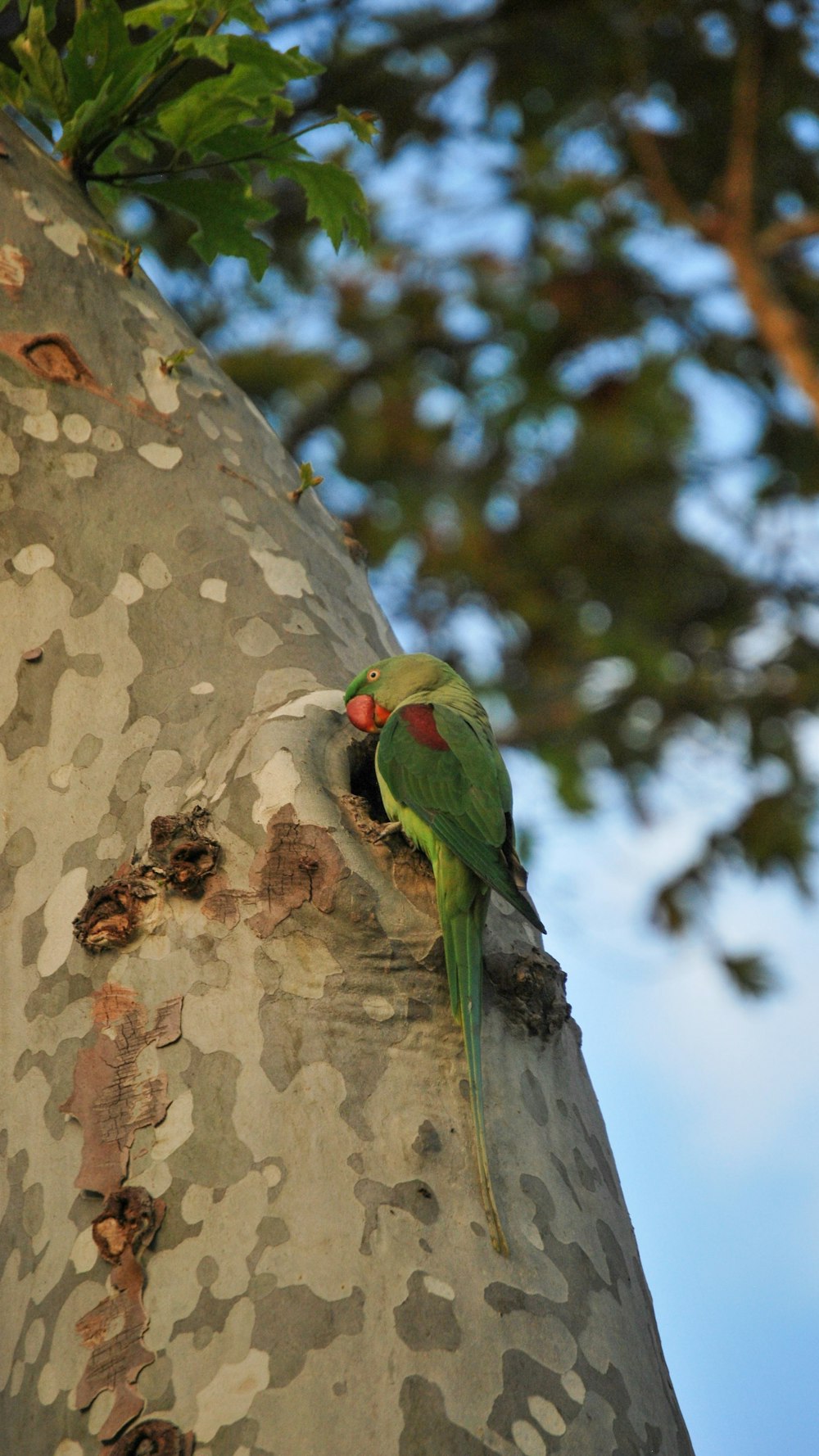 a green bird sitting on top of a tree