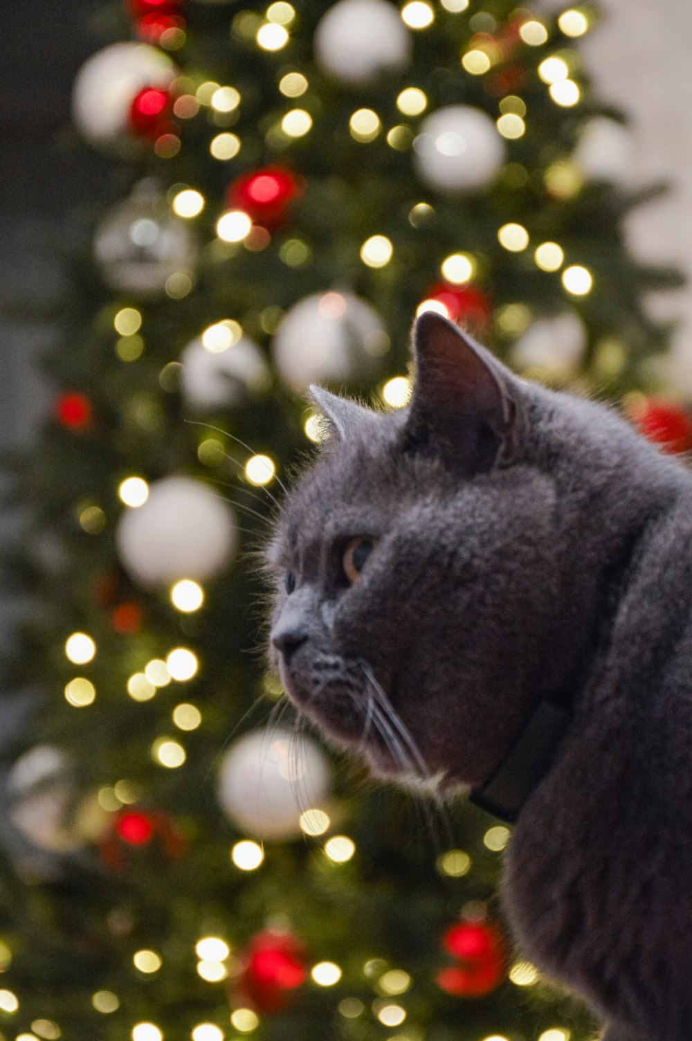 a gray cat sitting in front of a christmas tree