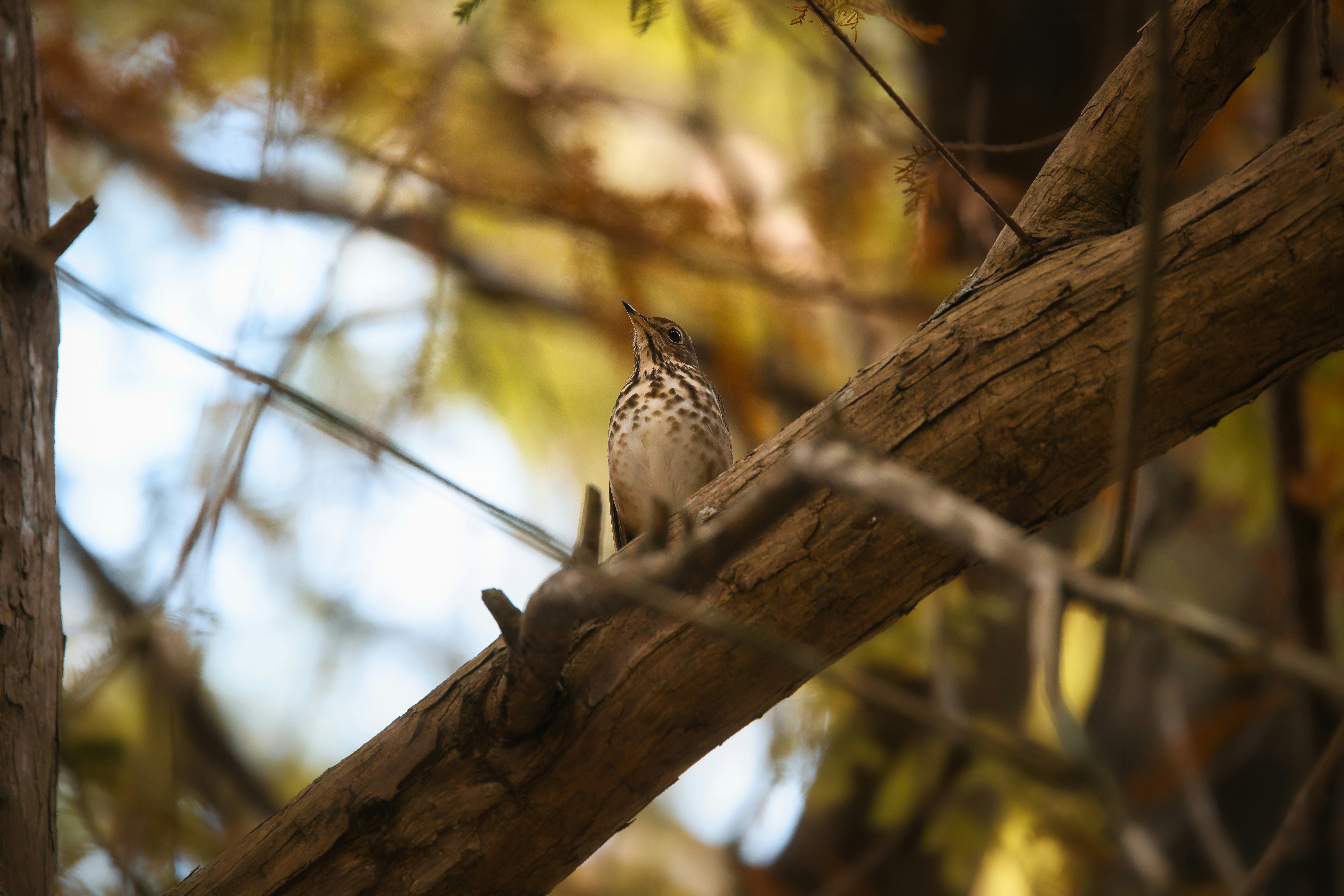 Photo by thephotochad