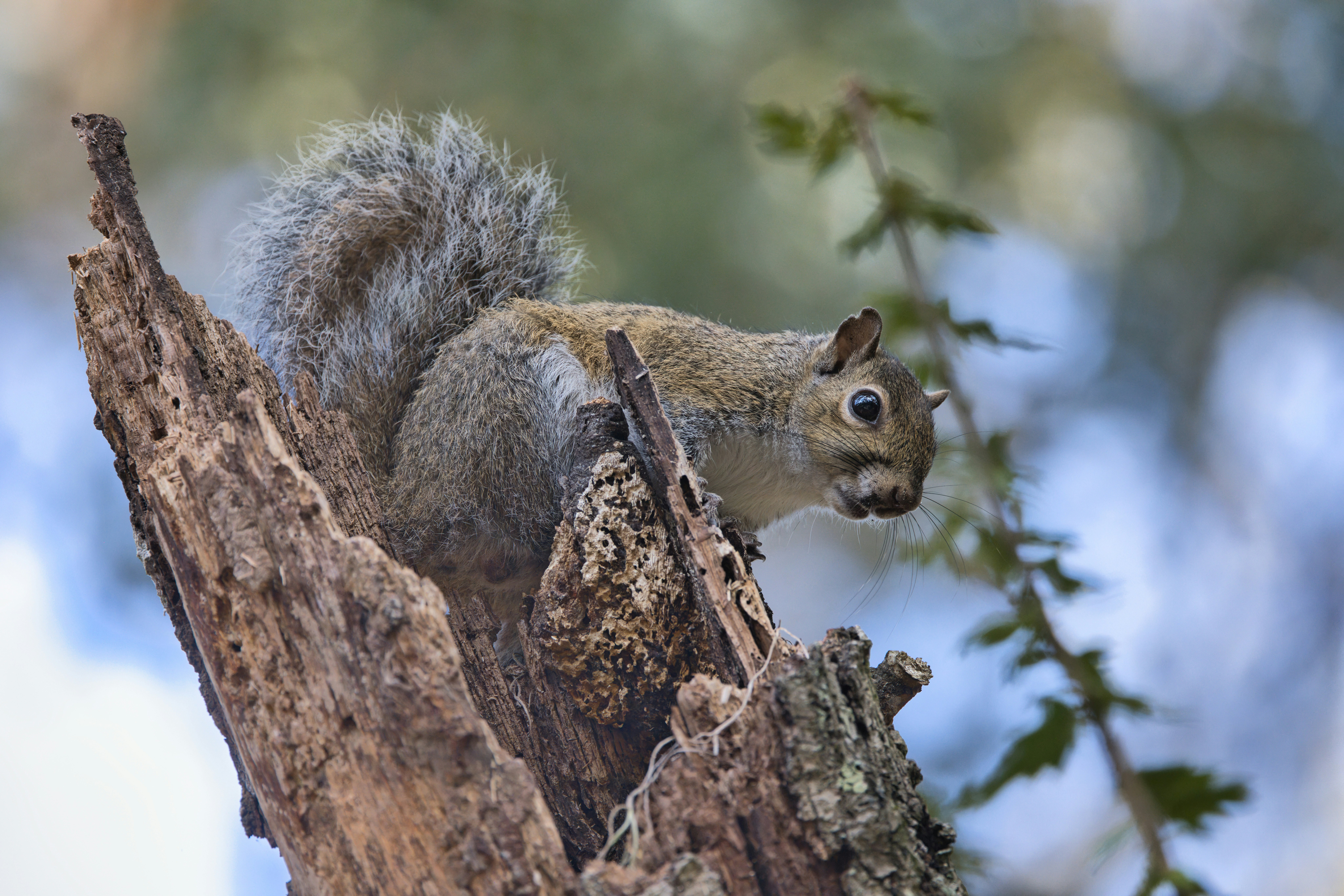 Photo by thephotochad