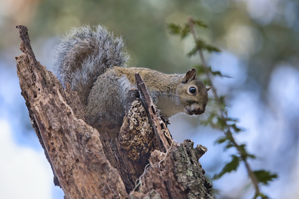 a squirrel sitting on top of a tree branch