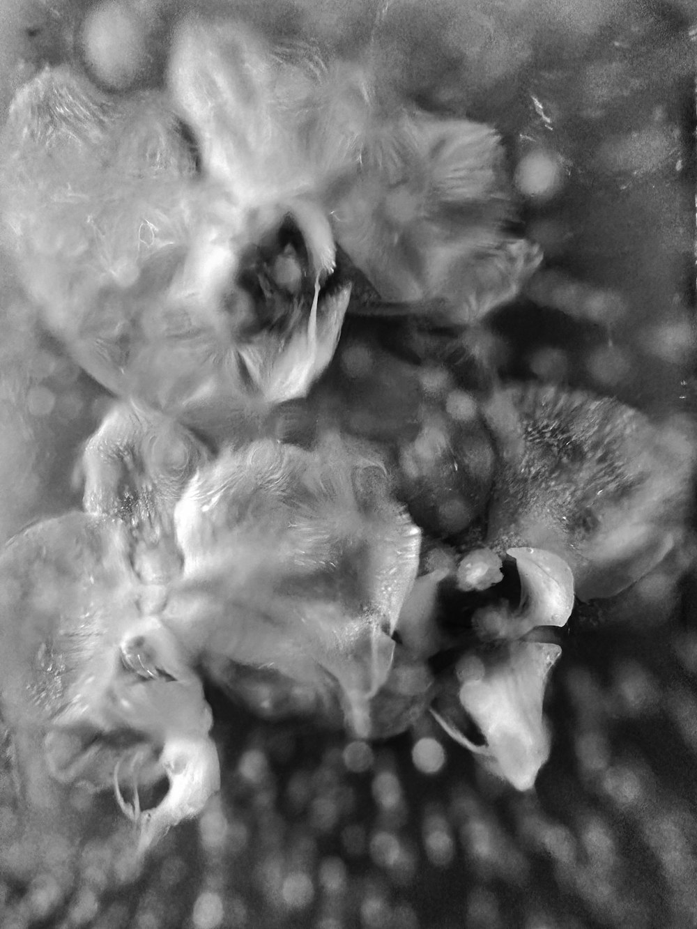 a black and white photo of some flowers