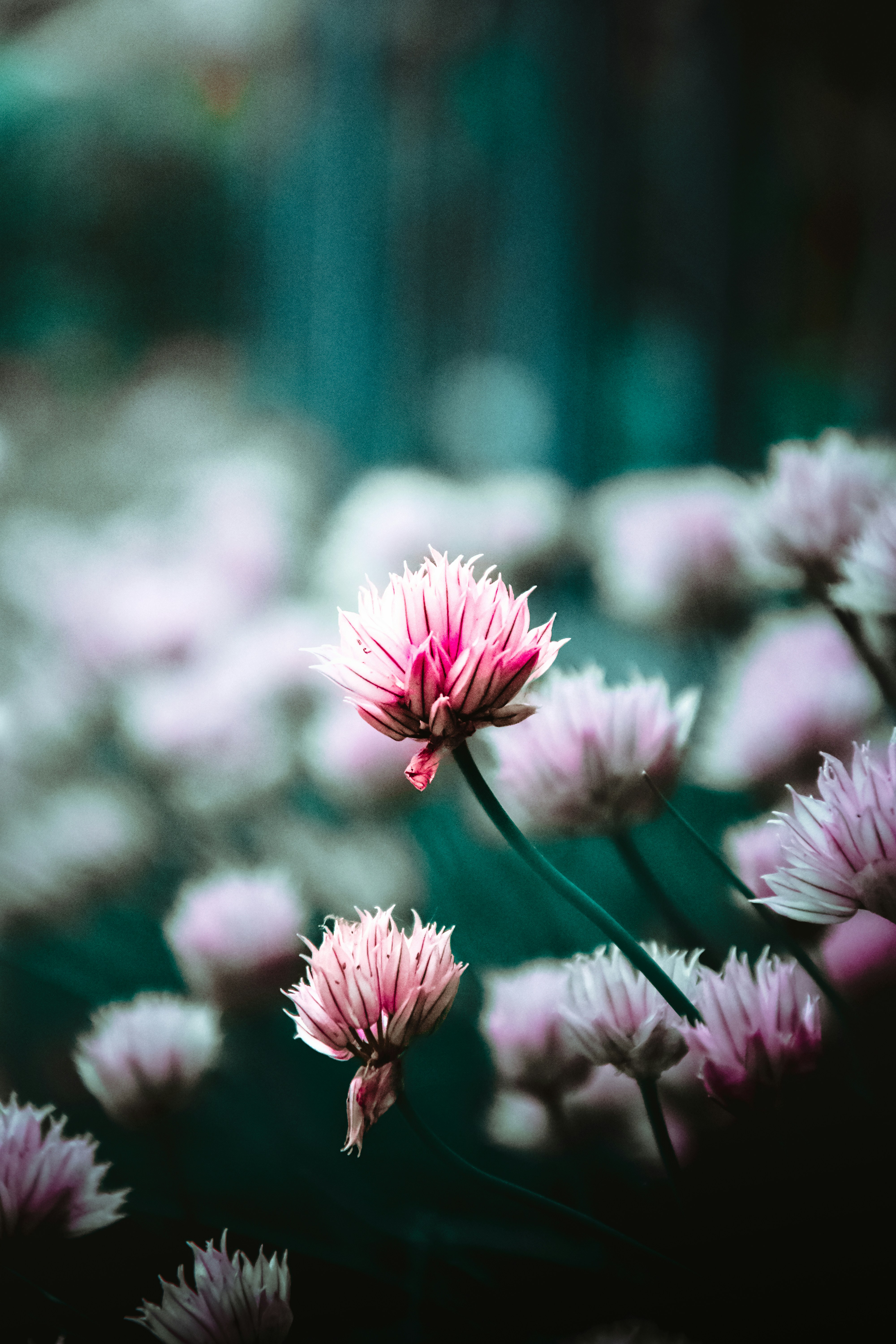 Photo by impermanent