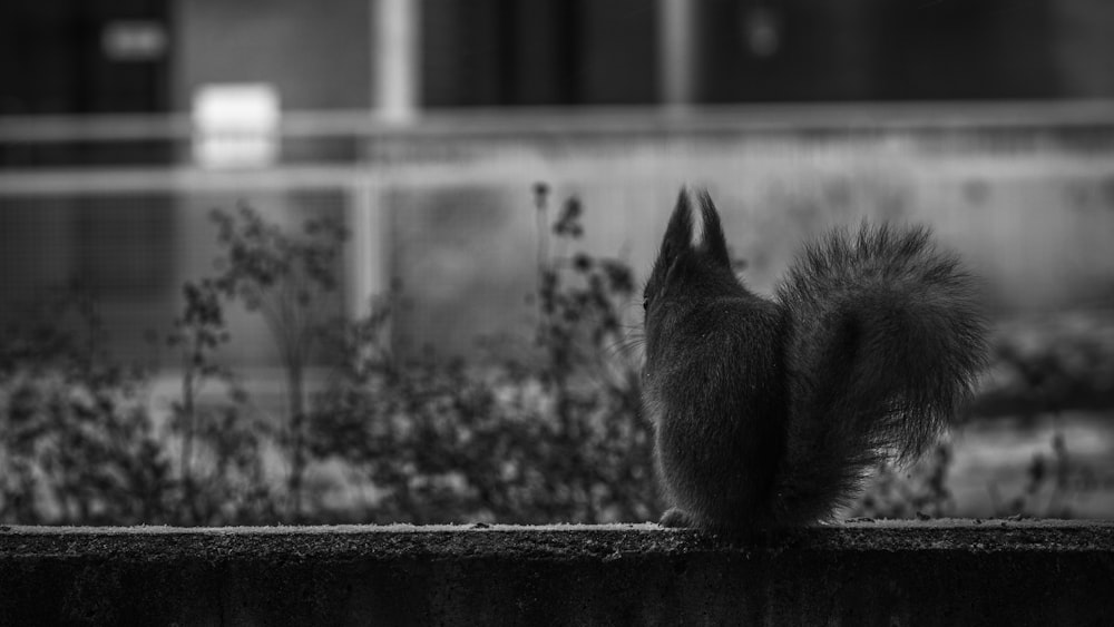 a black and white photo of a squirrel