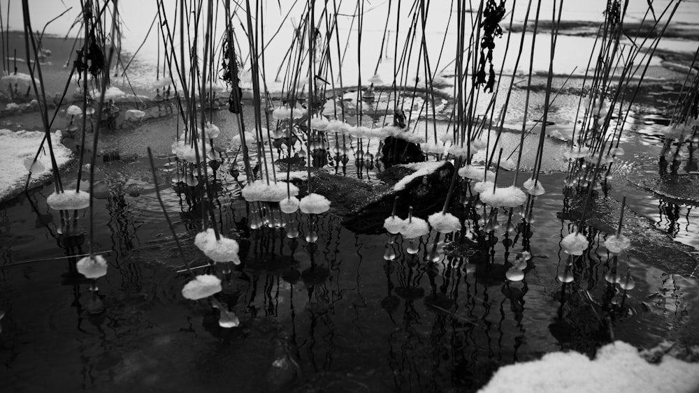 a black and white photo of water and plants