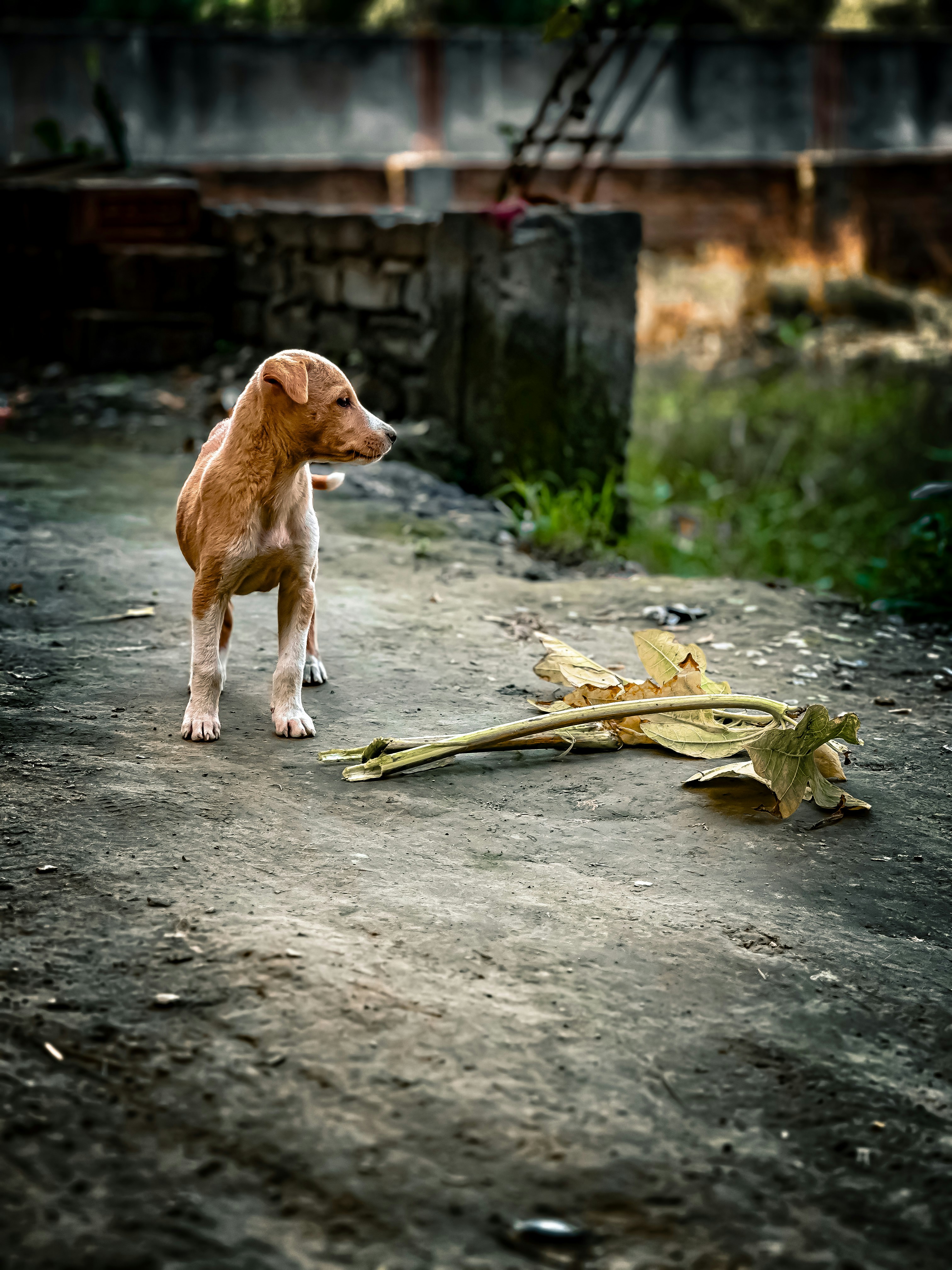 a dog standing on a dirt road next to a dead plant