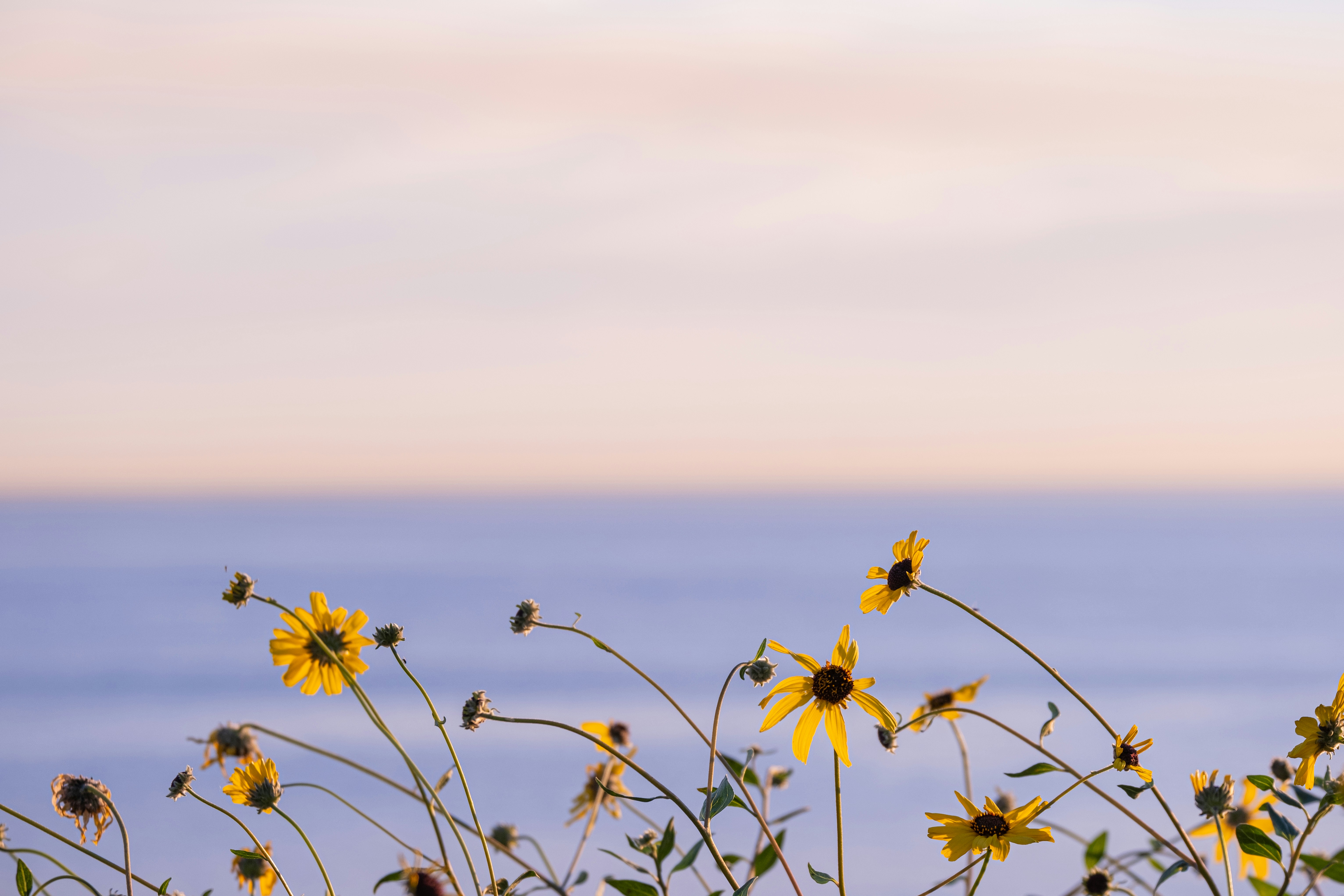 Photo by cestmoisheedy