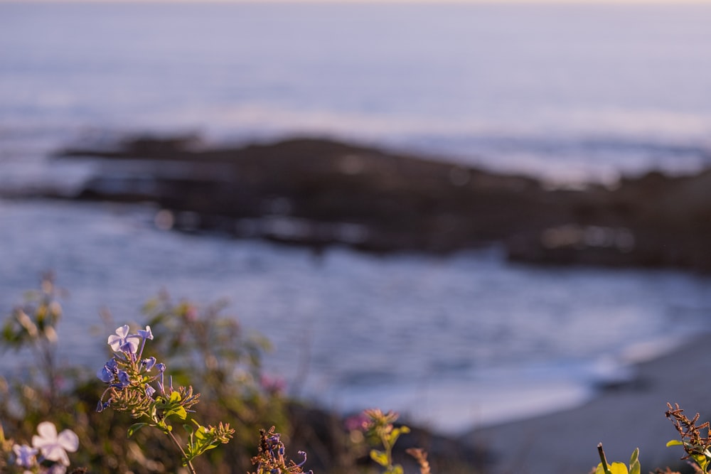 a bunch of flowers that are by the water