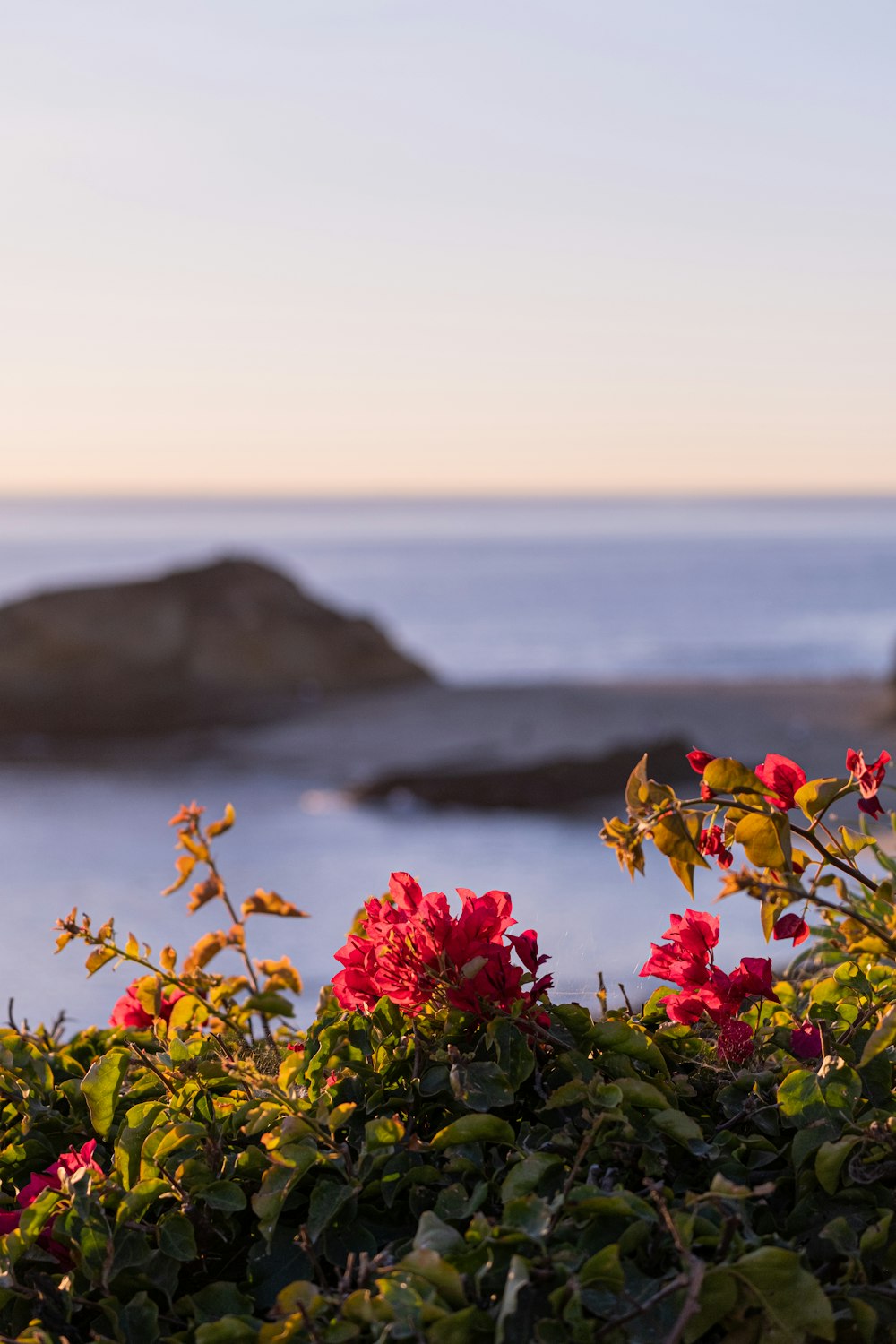 a bunch of flowers that are by the water