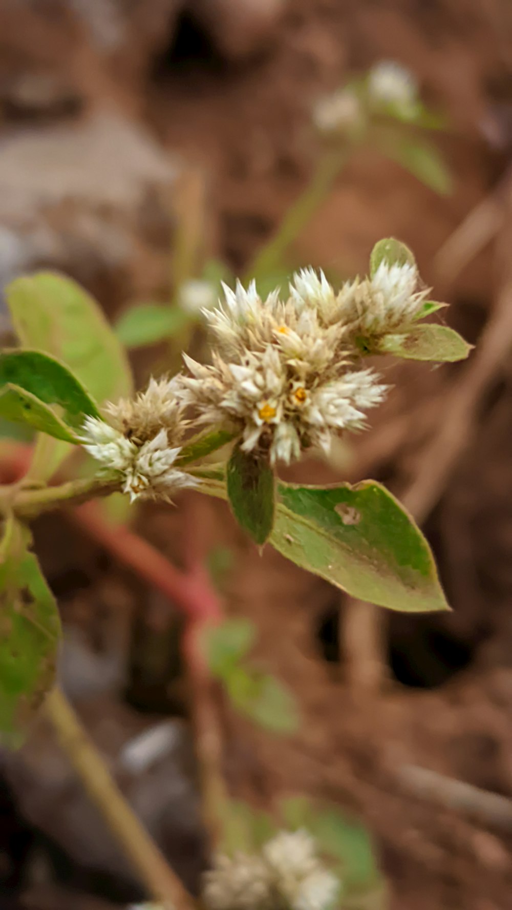 a close up of a plant with white flowers