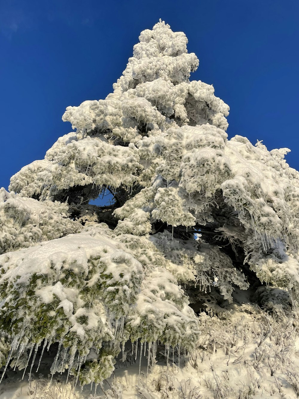 a very tall tree covered in ice and snow