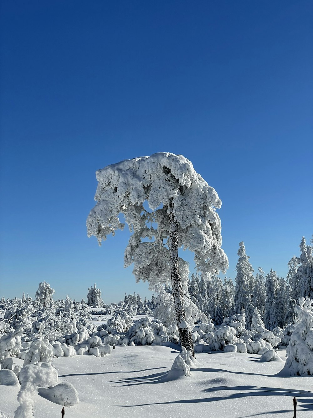 a tree covered in snow on a sunny day