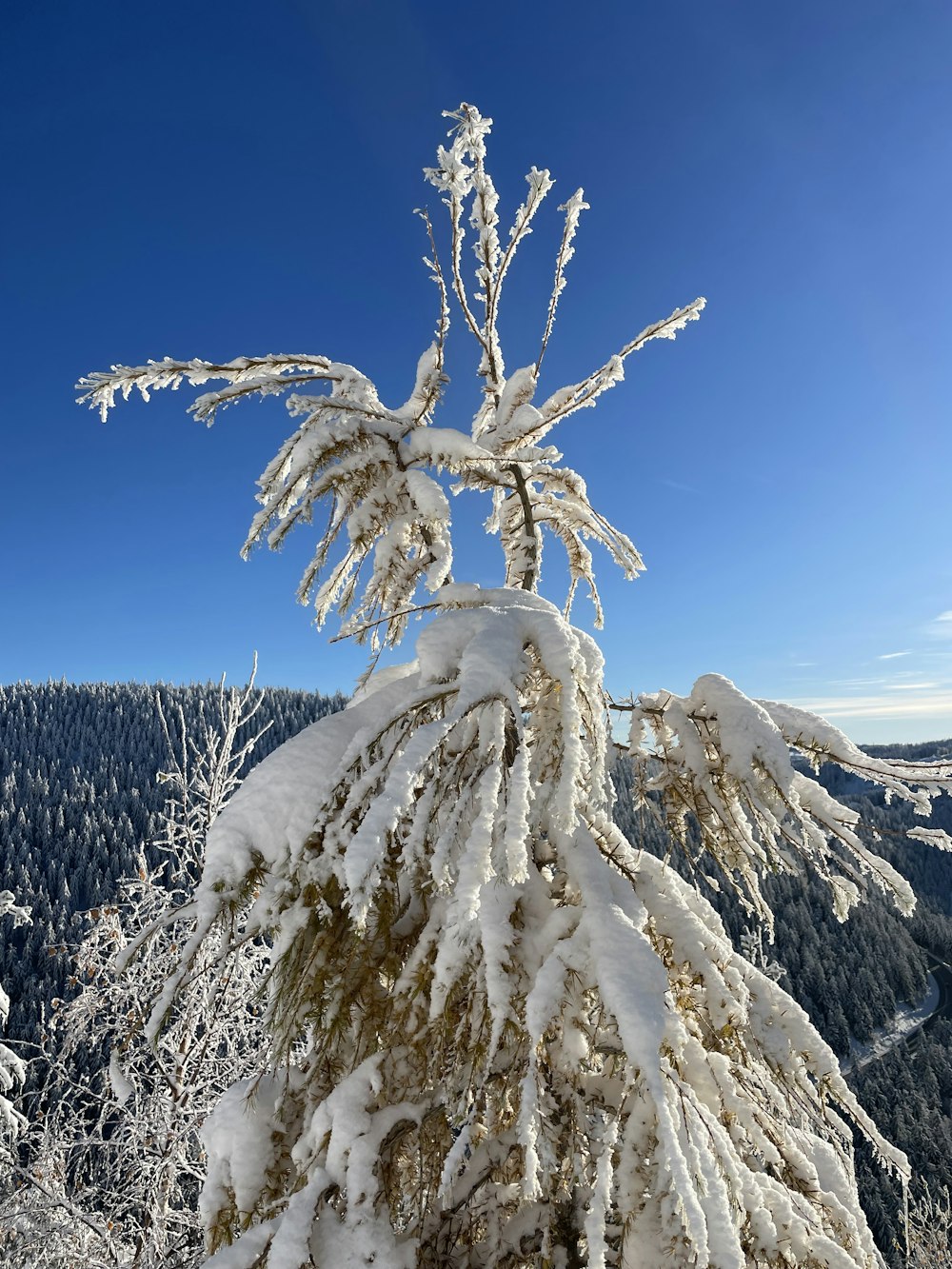 a tree covered in snow on top of a mountain