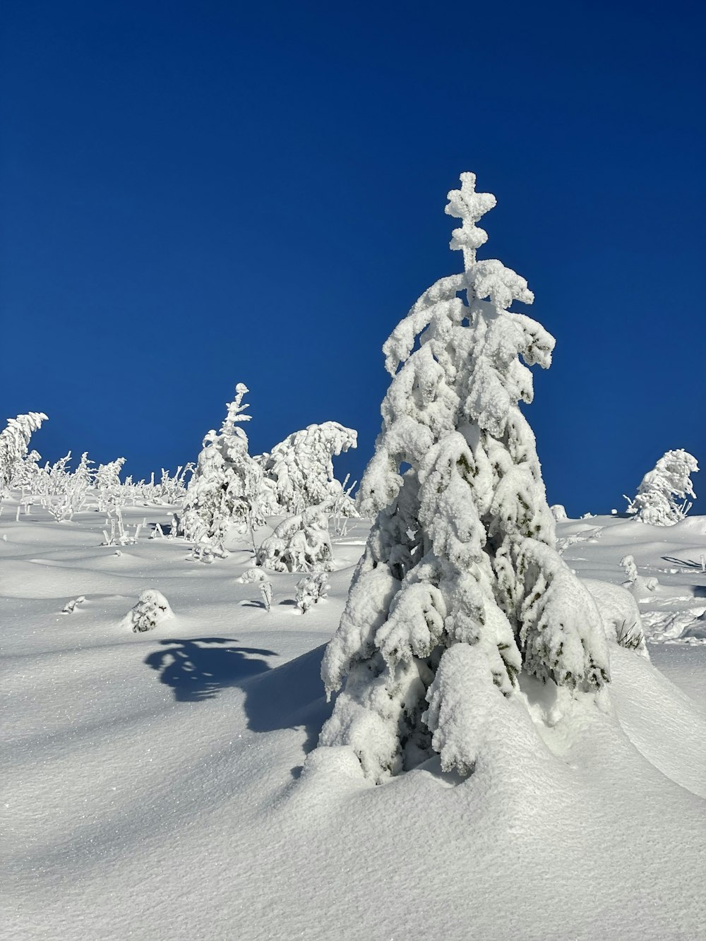 a snow covered tree in the middle of a field