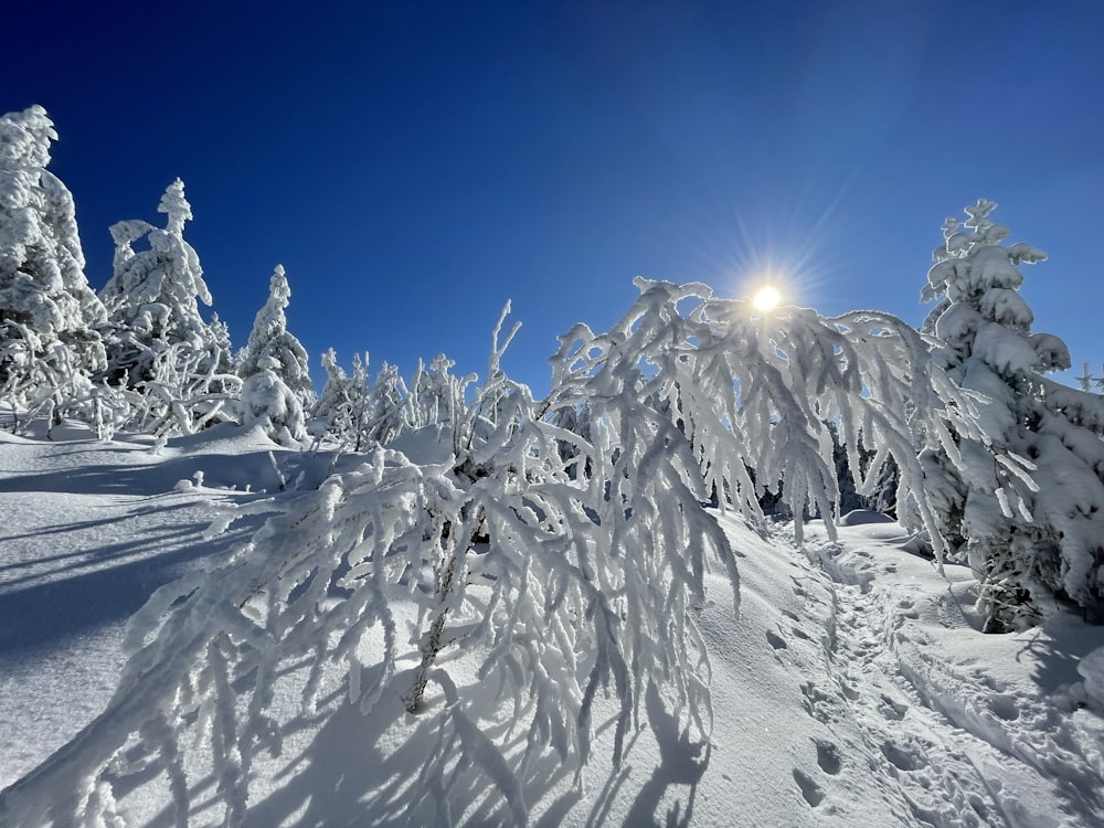 the sun shines brightly through the snow covered trees