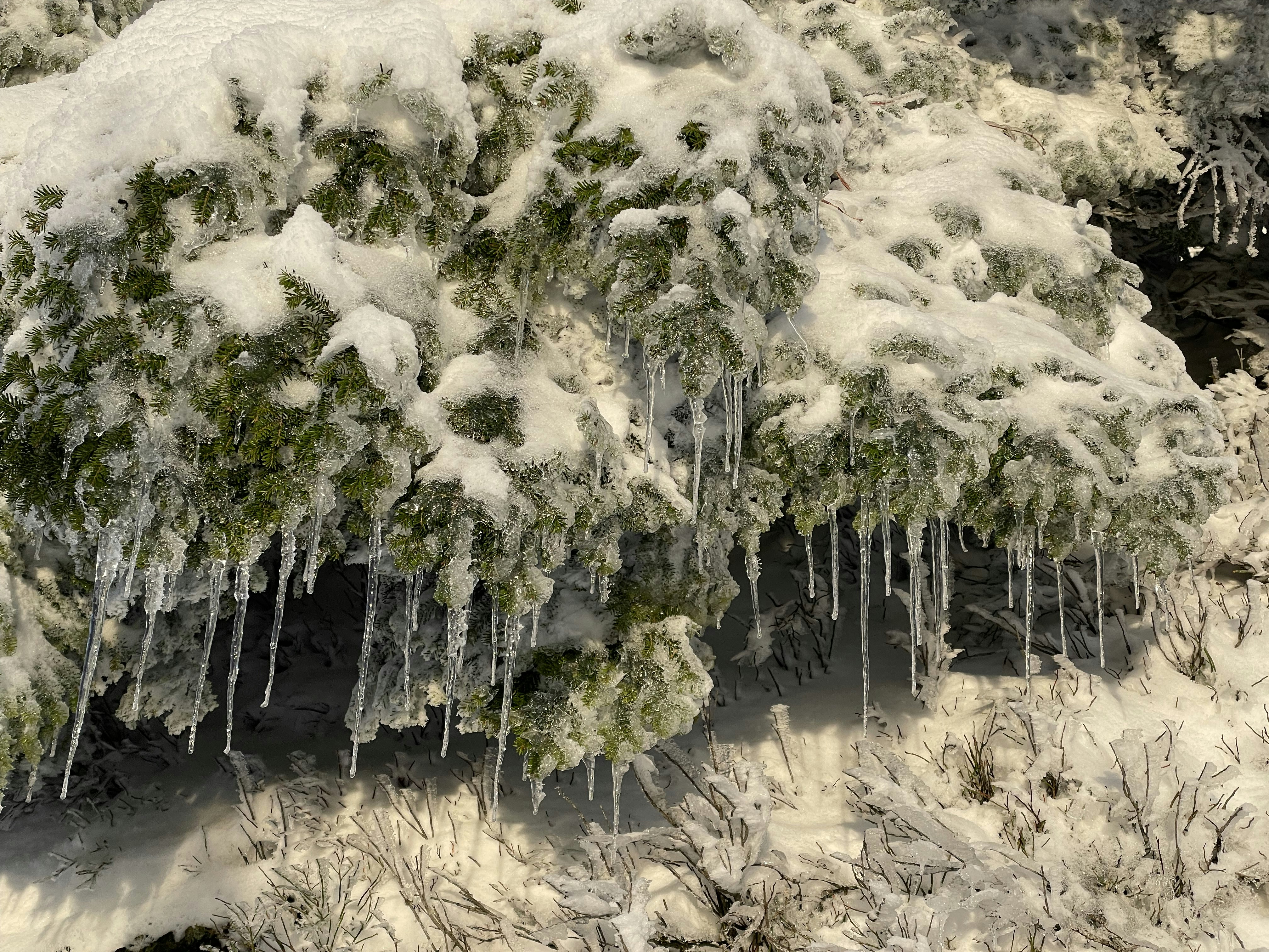 Branches Glazed By Ice. Transparent Beautiful Icicles On The Branches Of A  Tree Or Shrub With Yellow Leaves In Late Autumn After Freezing Rain. Nature  Background. Stock Photo, Picture and Royalty Free, image size:3000x2250