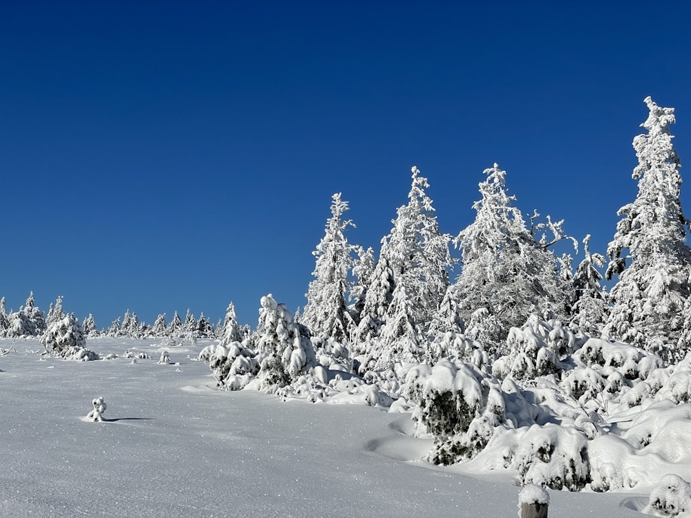 a snow covered field with trees and a blue sky