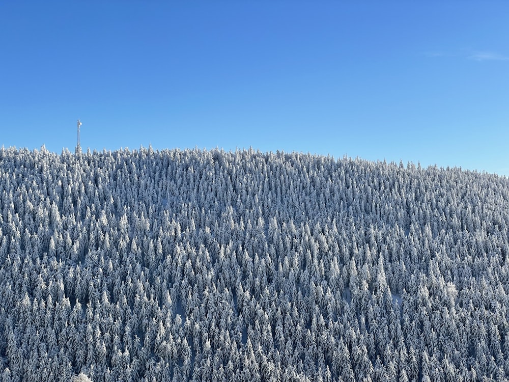 a mountain covered in snow covered trees under a blue sky