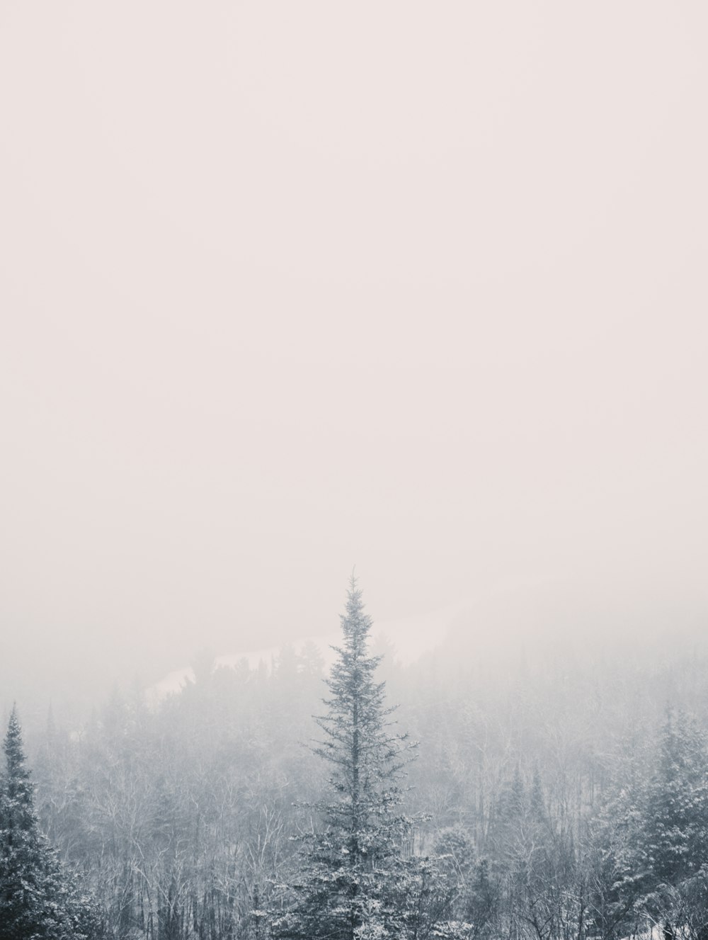 ein schneebedeckter Wald mit Bäumen im Hintergrund