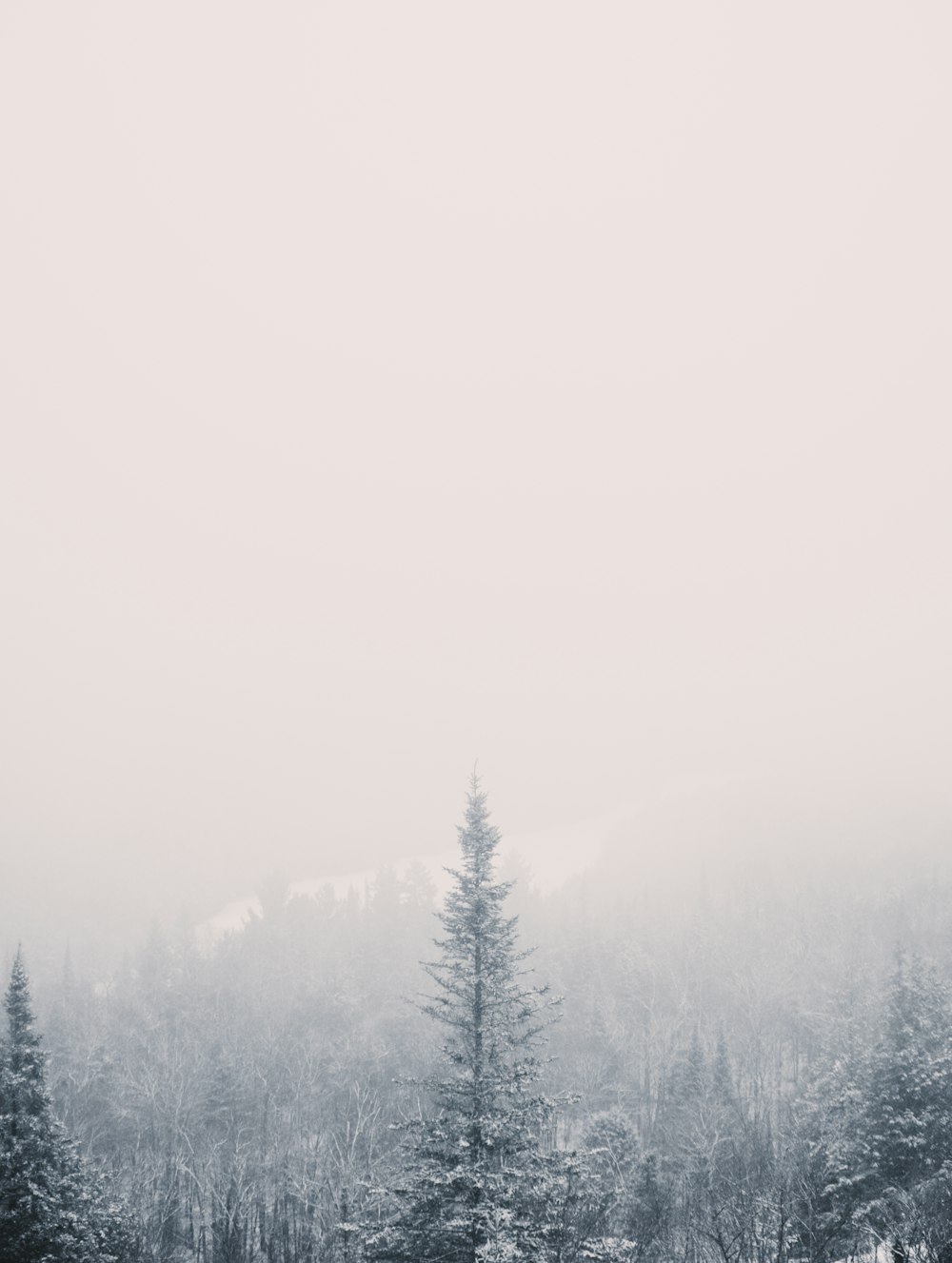 a snow covered forest with trees in the background