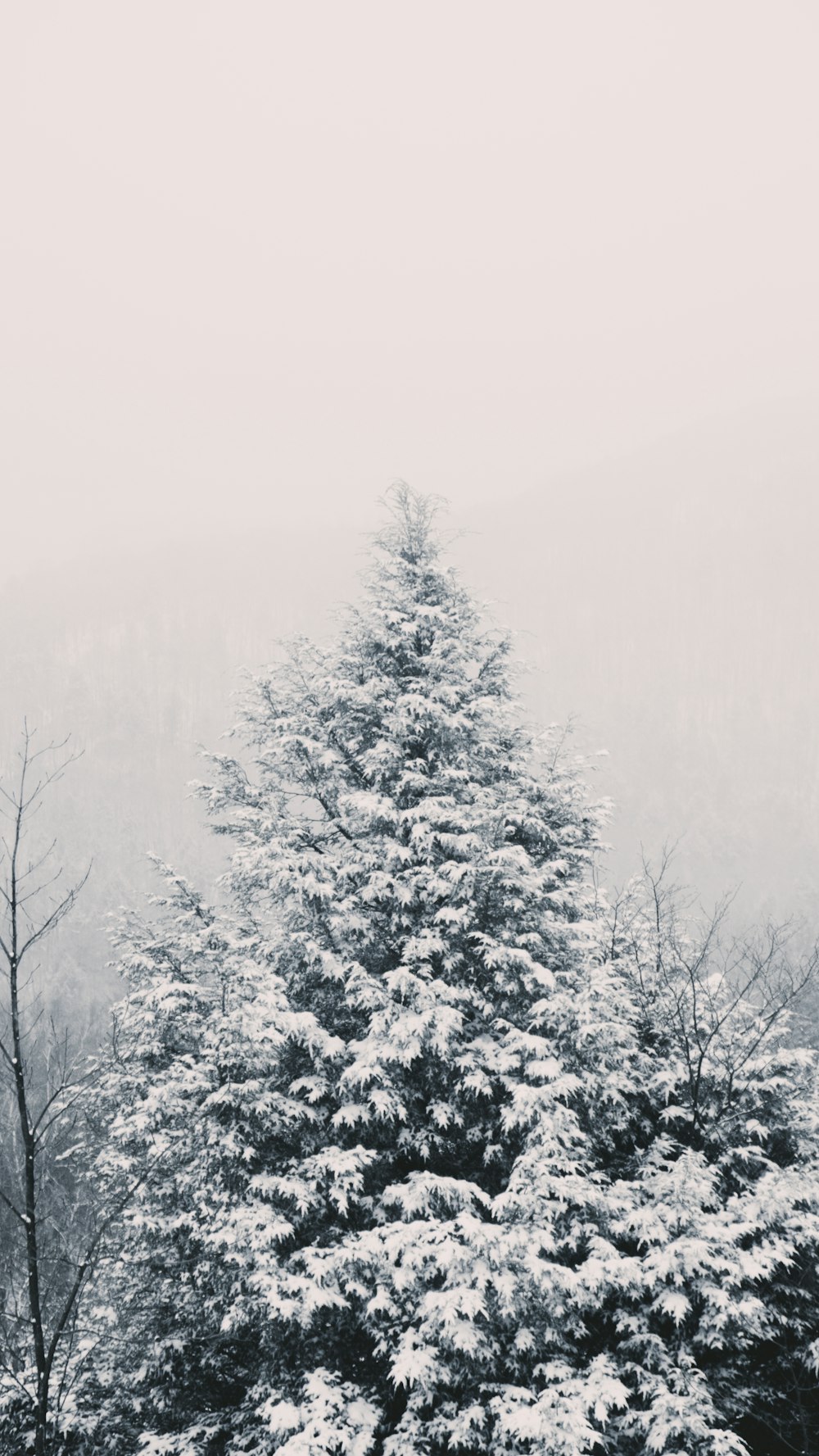 a snow covered pine tree in a foggy forest