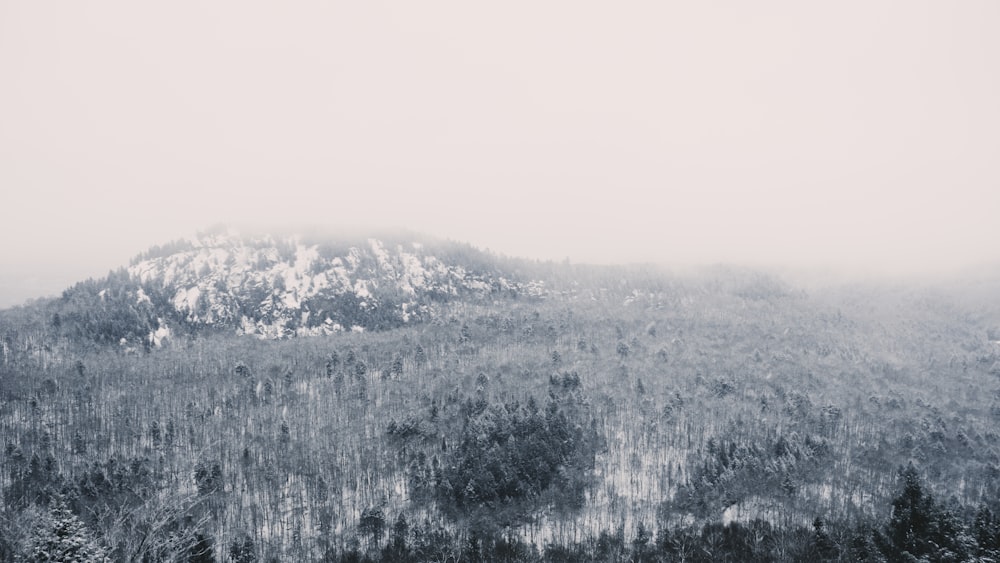 a mountain covered in snow next to a forest