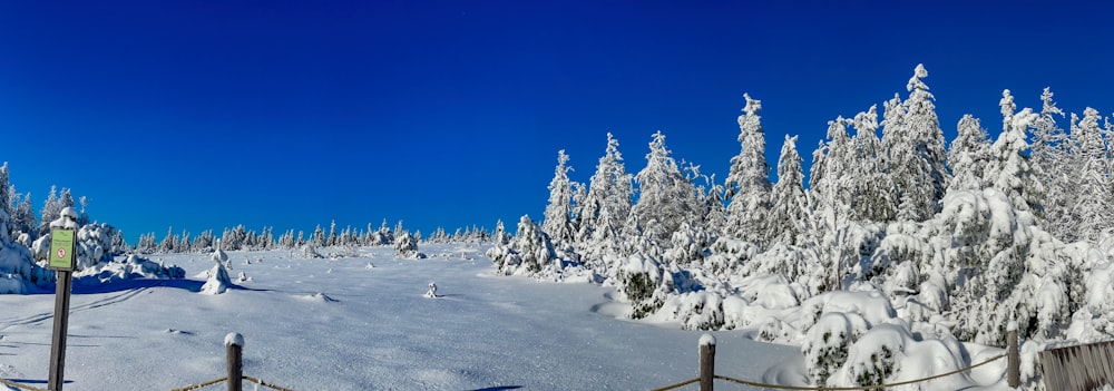 a snowy landscape with trees and a fence