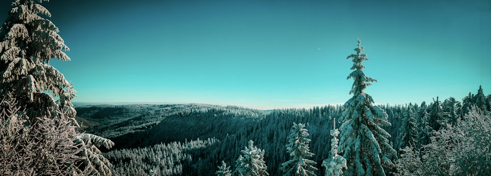 a view of a snowy mountain with trees in the foreground