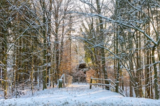 A serene pine forest trail dusted with fresh snow, inviting a peaceful walk.