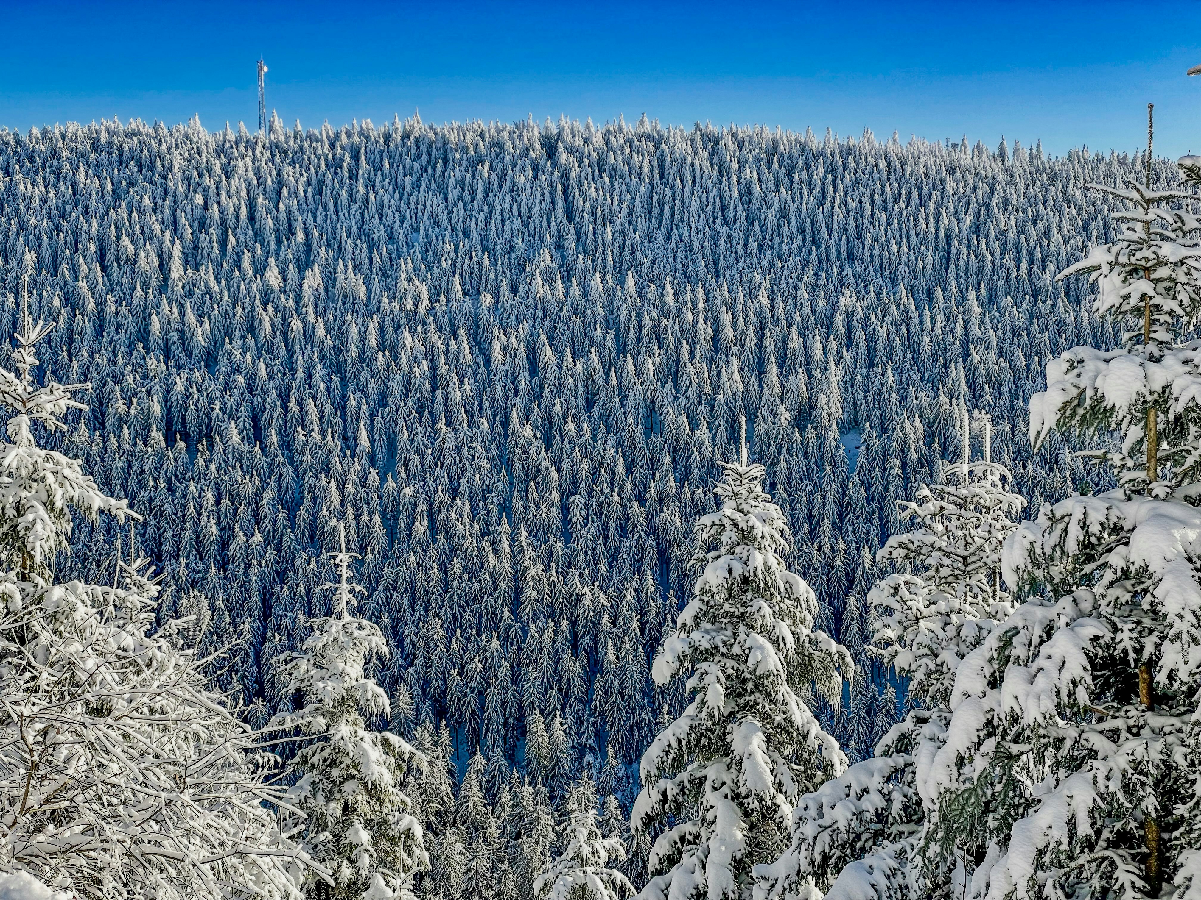 A dense forest of snow-covered fir trees stretches into the distance under a clear blue sky. The sun illuminates the white, frosty canopy, creating a contrast with the dark tree trunks and highlighting the texture of the forest.
