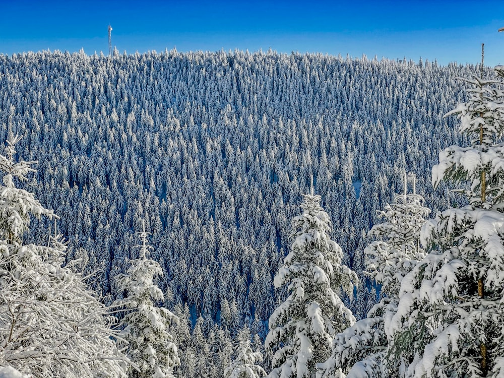 a view of a snow covered forest from a high point of view