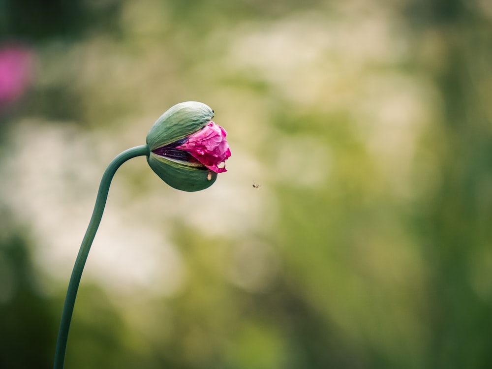 a pink flower with a green stem and a blurry background