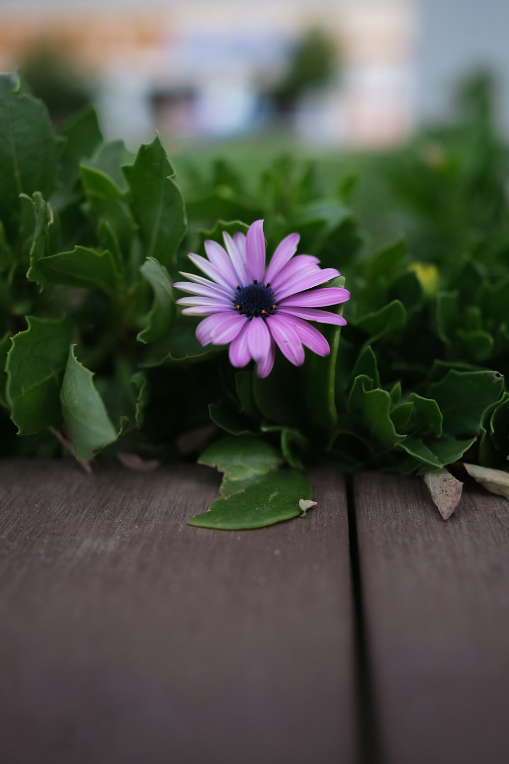 a purple flower sitting on top of a wooden table
