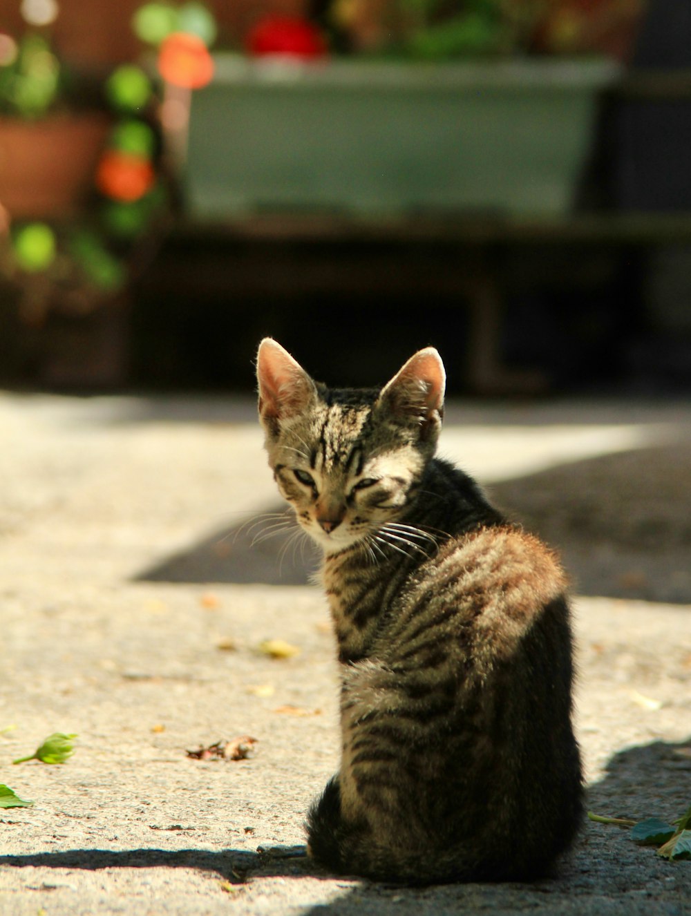 a cat sitting on the ground looking at something